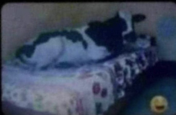 M7's cows after taking Indian ocean 😀🤣🙌🙌