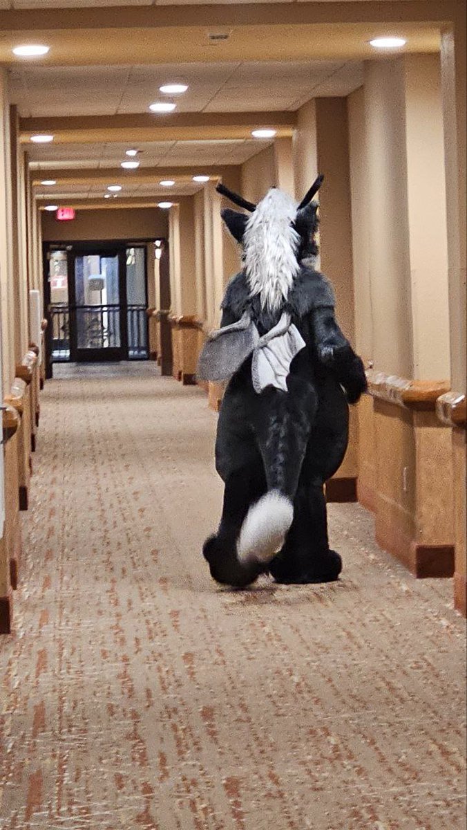 Trying to suit as much as possible at cons and also get all the pictures doing so, seems always to be my catch 22....but at least I have this hallway pic of the fluffy creature

<a href="/FurryChi/">Chi 🔜 MFF</a> for taking the pic

#FursuitFriday