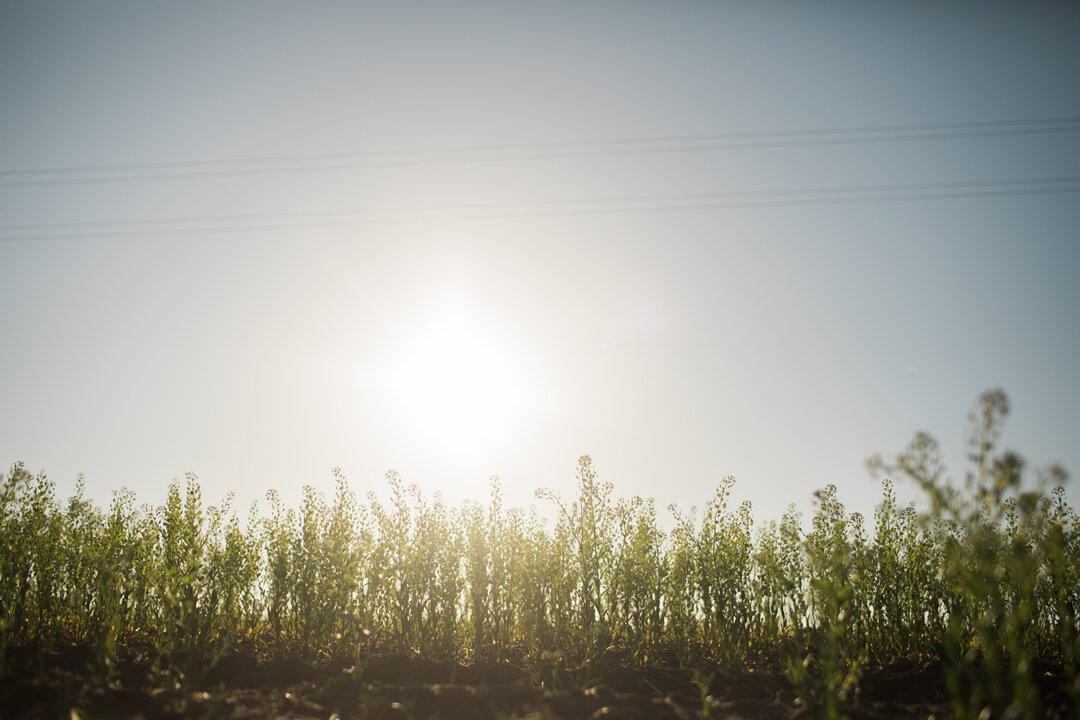 CoverCress's tweet image. CoverCress® isn’t grown for food or feed, it’s a purpose-built oilseed designed for renewable fuels. From idle winter acres to ultra-low carbon oil, it helps meet the growing demand for renewable diesel and SAF.
#CoverCress #FarmToFuel