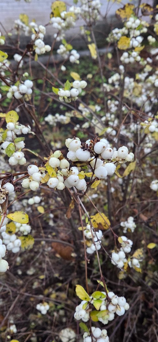 Дятла видела