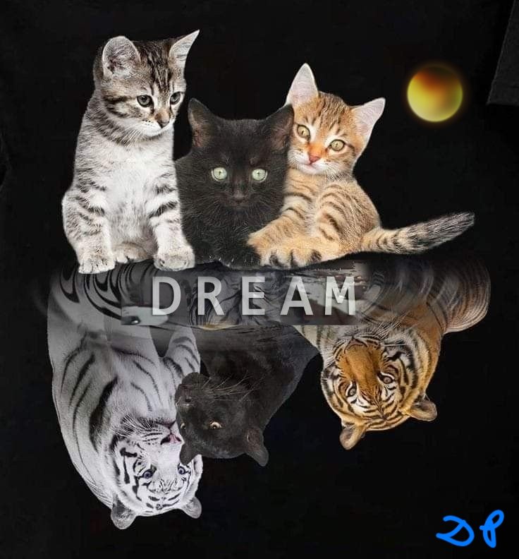 DardoPiccolo's tweet image. #CatsOfTwitter 🐾