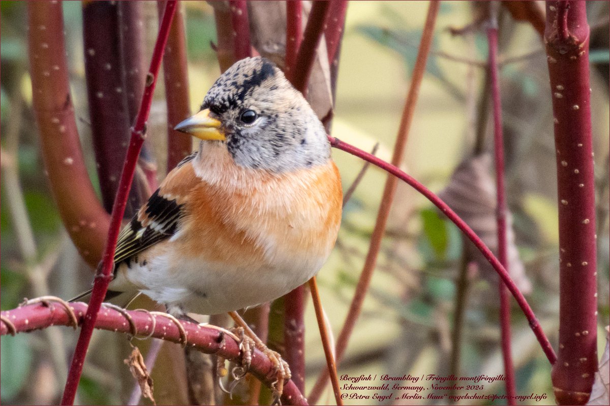 Merlinmaus's tweet image. The winter❄️ #birds are back: Today we had the first bigger flock of Bramblings in our Garden 😍
🇩🇪 Bergfink
#birdphotography #photography #bird #BirdLovers #TwitterNatureCommunity #NaturePhotography #birdwatching #BirdsSeenIn2025