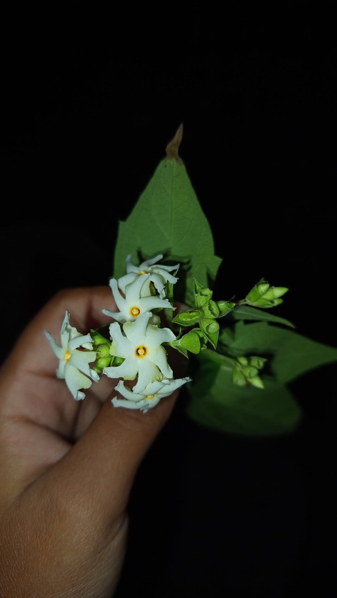 Raima__nor's tweet image. জীবন আমাকে এই দুইটি কথা শিখিয়ে দিয়েছে।
প্রথম হলো নিজেকে নিয়ে খুশি থাকা!
এবং দ্বিতীয়ত, নিজের রব ছাড়া কারো প্রতি আশা না রাখা।🖤
শুভ রাত্রি