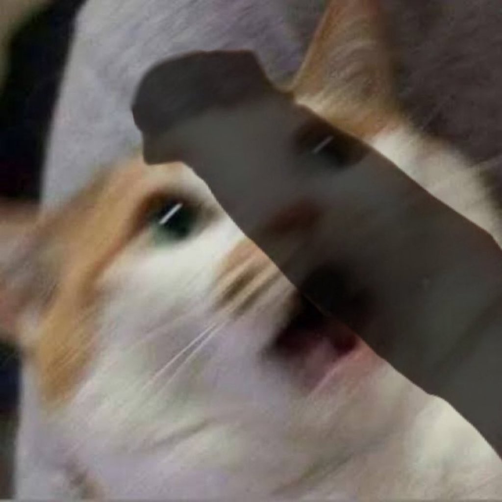 Ezra's cat daily average experience: