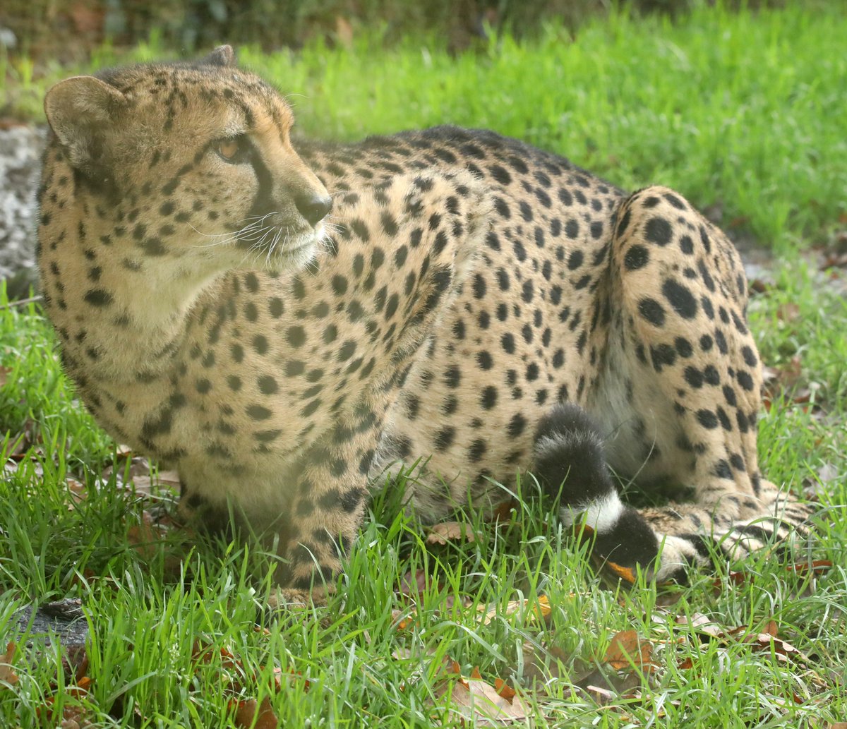 Cheetah <a href="/exmoorzoo/">Exmoor Zoo</a> #cheetah