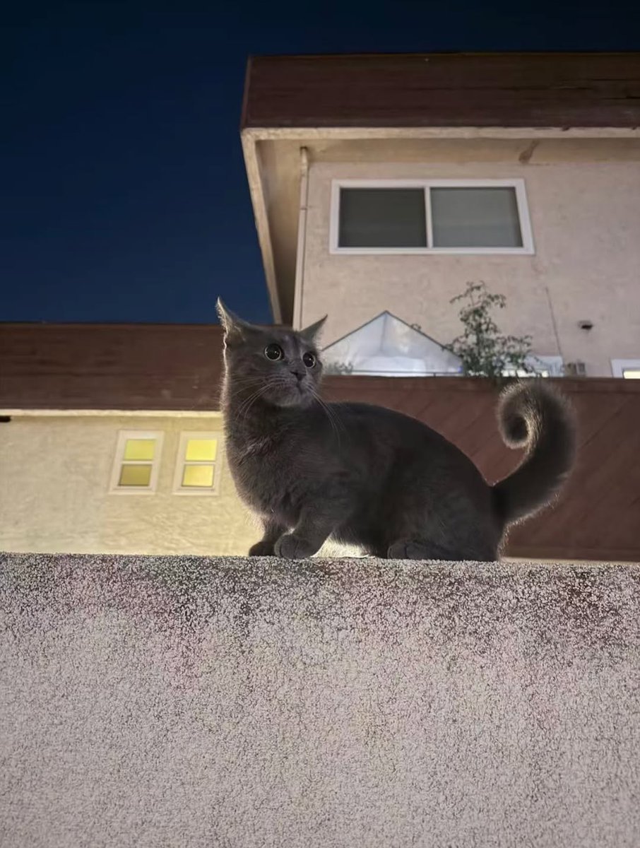 lrrilvcod's tweet image. 深夜のやわらかい時間が、心の角を少し丸くしてくれる🌌