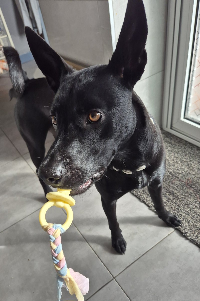 Le compré un chupete a kimchi