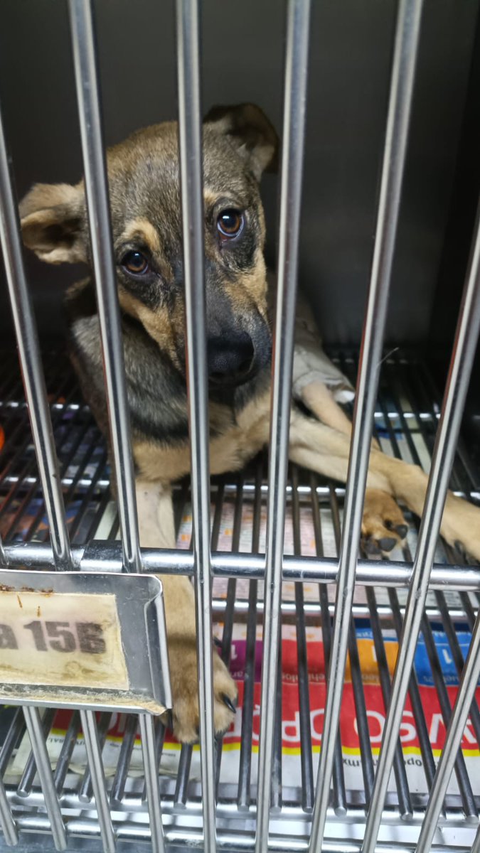 Amigos su atención porfavor Vamos por la Venta de 4 Calendarios más para Solventar el adeudo de la 🐕 atropellada en la ⛽ quien Mañana será dada de alta y requerirá de Todo su apoyo Ya que igualmente Necesitará de 1 buen❤️ quien desee brindarle resguardo para su recuperación❤️‍🩹😔