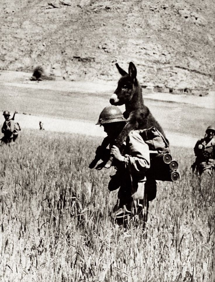 SobbinWammin's tweet photo. Photo from the 1958 Algerian War, shows a Muslim harki (auxiliary) in the French Foreign Legion’s 13th Demi-Brigade carrying a starving baby donkey nicknamed “Bambi” back to base for rescue and nursing; it became the unit’s mascot, earning animal welfare awards. https://t.co/qz37bMvgcO