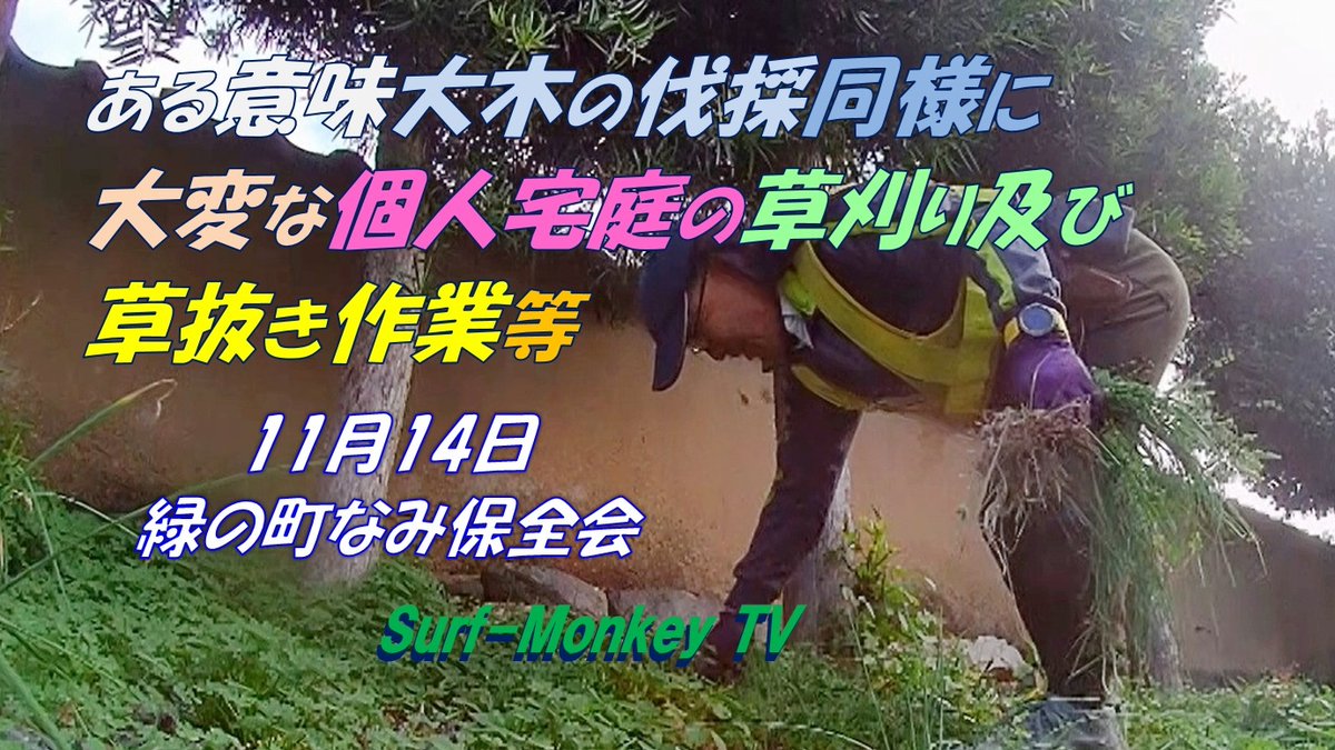 sfjmonkey's tweet image. Youtubeに動画をアップします。
#緑の町なみ保全会 #ボランティア #除草作業
緑の町なみ保全会のメンバー4人で、午前9時～11時半頃まで、個人宅裏庭の草刈りと砂利で草刈り機の使えない部分の草抜き作業等を行いました。よろしければどうぞ☝

動画は以下をどうぞ🐵
youtu.be/TWs1bSsM-hY