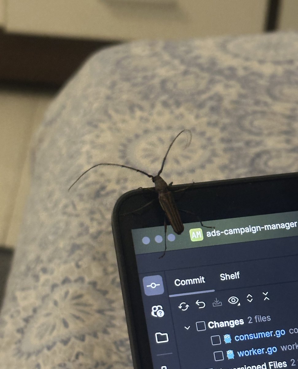 kritikatwtss's tweet image. Shipping code with 0 bugs; the bug himself is coming to check if it can fit it