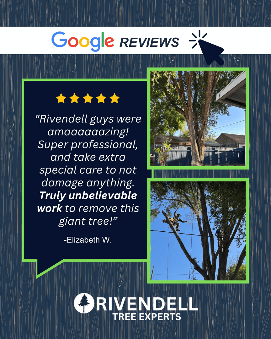 Rivendelltree's tweet image. Thank you, Elizabeth! We’re proud to deliver safe, professional tree removals that go above and beyond expectations. 💪

📞 801-928-4566
🌐 rivendelltreeexperts.com

#RivendellTreeExperts #CustomerReview #UtahTreeCare #TreeRemoval #TreeExperts #HappyCustomer