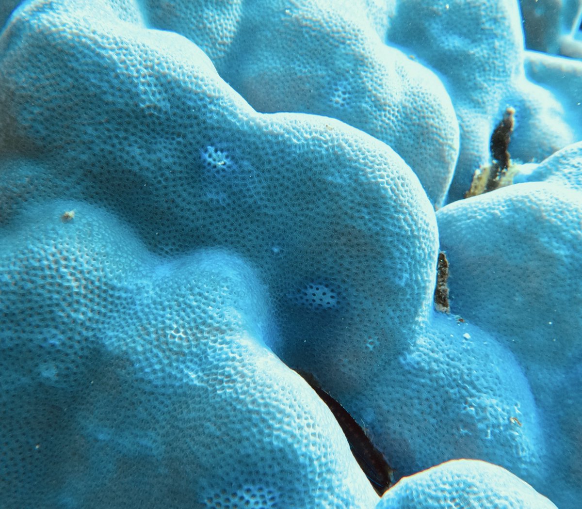 timehughes's tweet photo. Macro underwater photography @BackscatterUW @GoPro #TGSAC #RedSea #Egypt @EmperorDivers @Regaldive @PADI @TheScubaNewsEG #scuba #diving https://t.co/hwFH6YIgVx