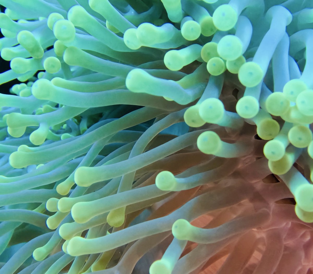 timehughes's tweet photo. Macro underwater photography @BackscatterUW @GoPro #TGSAC #RedSea #Egypt @EmperorDivers @Regaldive @PADI @TheScubaNewsEG #scuba #diving https://t.co/hwFH6YIgVx