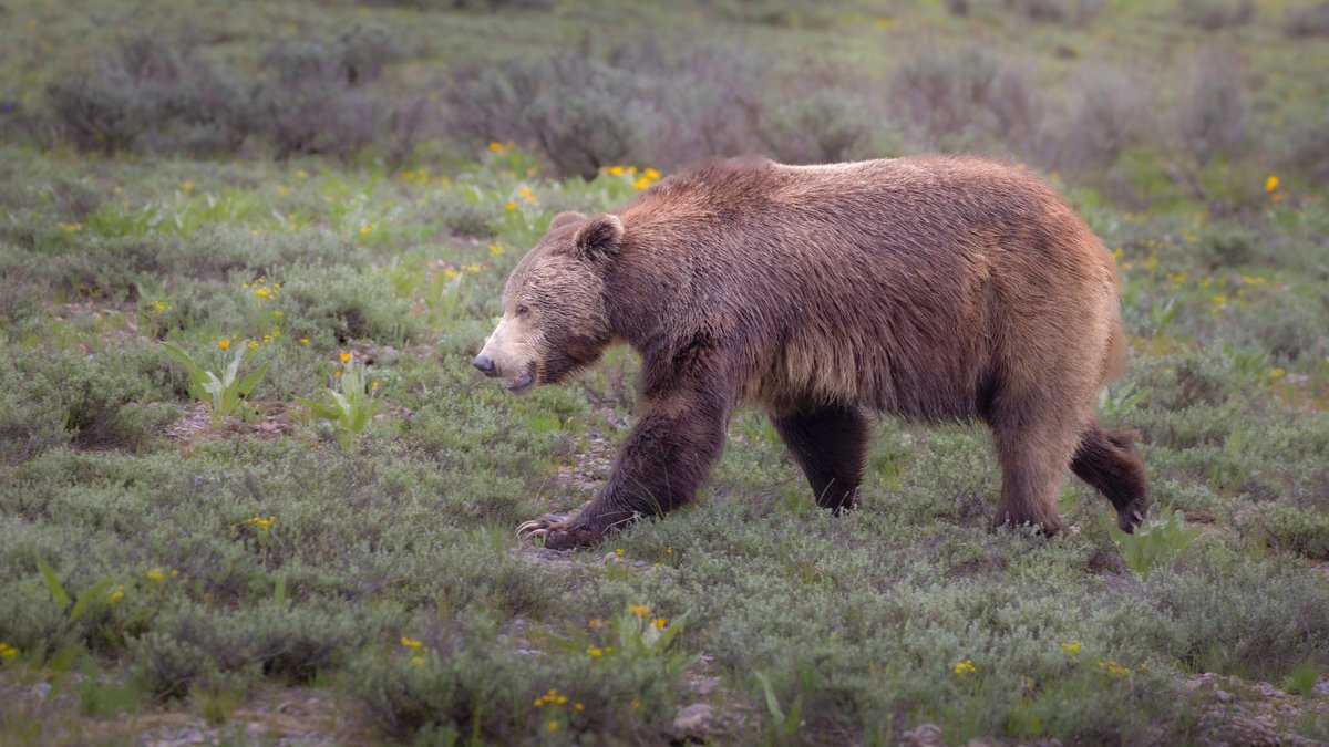 The Guardian of the Meadow
One hour left in auction
10 bids
Current bid .235
Thank you so much to all who bid