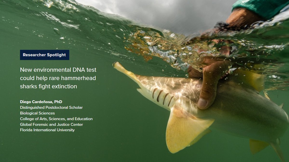 An environmental #DNA test developed by @fiucase #researcher Diego Cardeñosa, PhD, can help scientists locate and protect an endangered, elusive hammerhead shark species fighting for survival. news.fiu.edu/2025/new-envir…