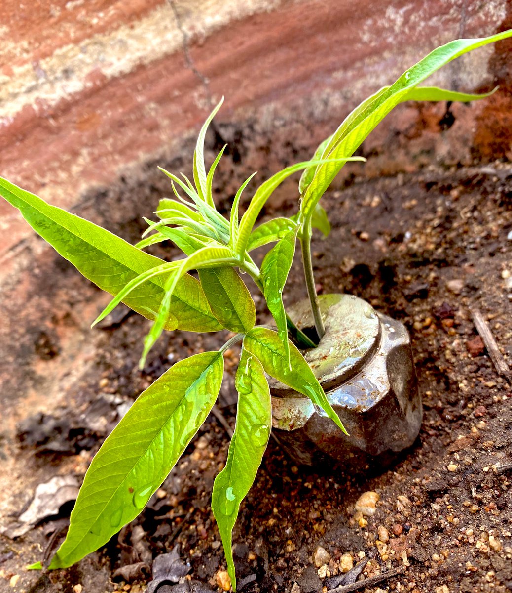 David_B60's tweet image. Share your leaf photography 🍁 🍃