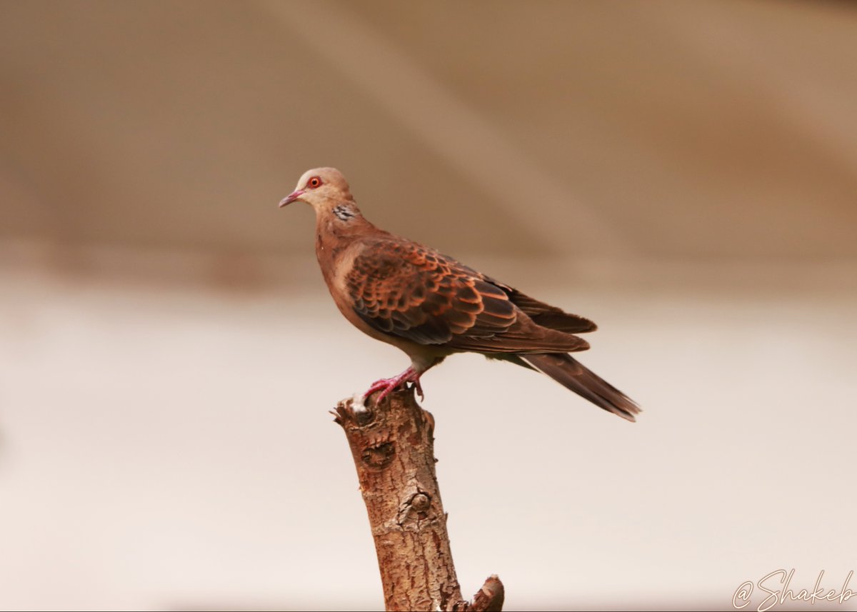 Oriental Turtle-Dove
#birds #birdsoftwitter #BirdsSeenIn2025 #wildlife #WildLifeLovers #WildlifeWednesday #NaturePhotography #bhutan #canon <a href="/bhutan/">Bhutan</a> <a href="/tourismbhutan/">Tourism Bhutan</a>