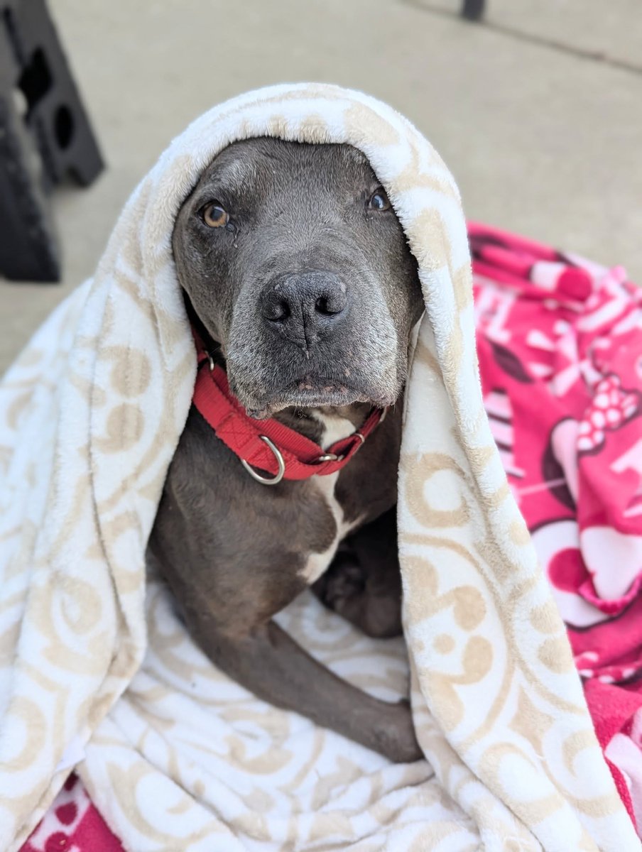 He’s 8 yrs old, 51 lbs, 3 legs, and pure calm, golden-retriever-in-a-pitbull-body energy.

Someone adopt him so I can stop paying Gary for weekly therapy 🐾💸
📍A902168 | Bradshaw Animal Shelter
24petconnect.com/SacramentoCoun…