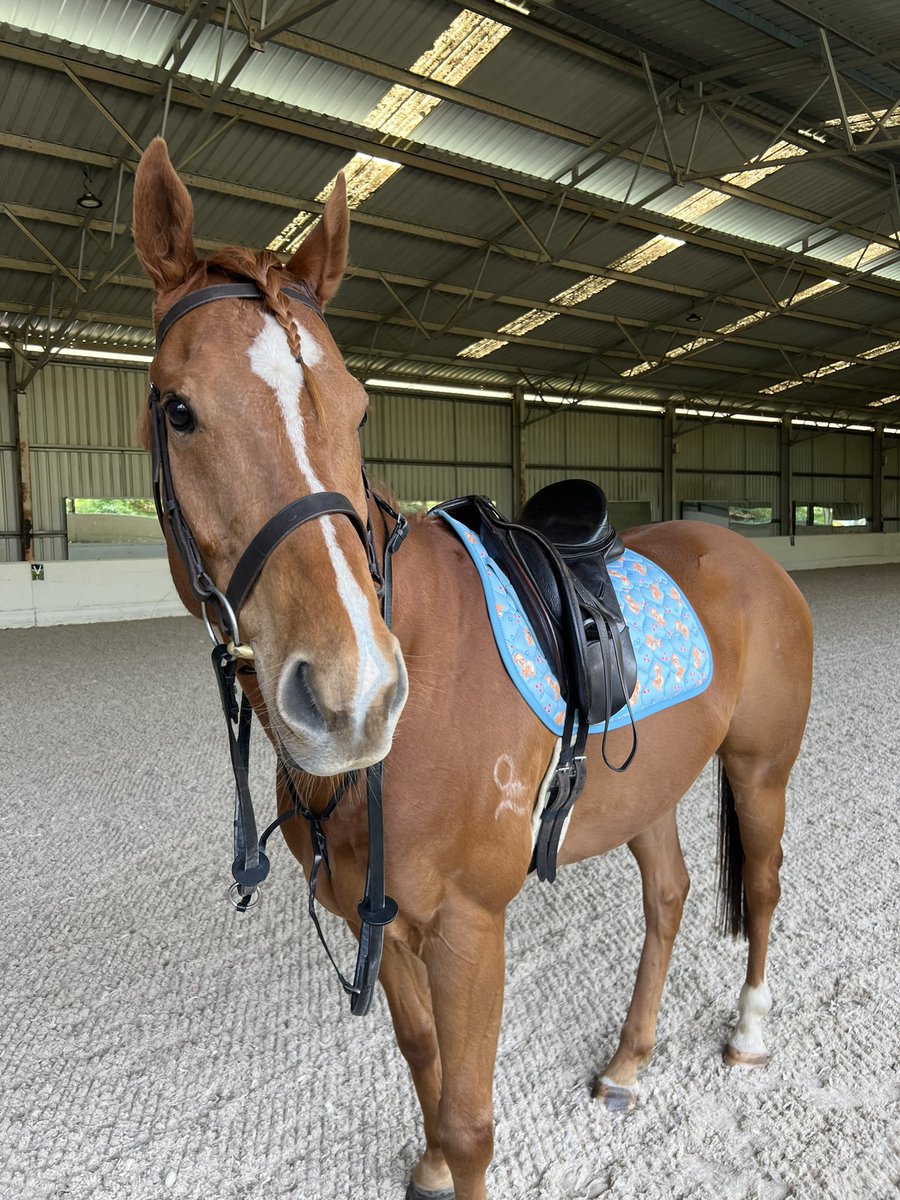 Sunny in the applejack saddlepad…