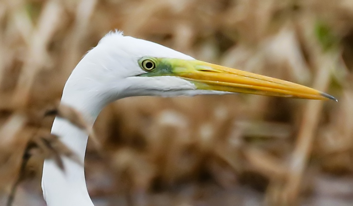 Up close with a Great White Egret at Summer Leys yesterday. #northantsbirds #TwtterNatureCommunity @NatureUk <a href="/Natures_Voice/">RSPB</a> <a href="/Britnatureguide/">The British Nature Guide</a> <a href="/WildlifeTrusts/">The Wildlife Trusts</a>