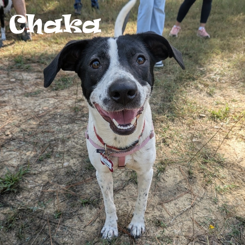 Meet Chaka! Her weekend host says she will be such a joy for whoever takes her home! Are you that person? Meet Chaka with an adoption request to find out!
Learn more about Chaka: loom.ly/QGemx-k
#sgadoptme #savinggracenc #dogsofnc #rescueismyfavoritebreed
