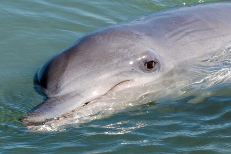 We have received alarming reports from colleagues in the United States indicating that the Solomon Islands government is being asked to authorise the capture of 50 wild dolphins for the international captivity trade.   

This is not an isolated incident.

marineconnection.org/proposed-wild-…