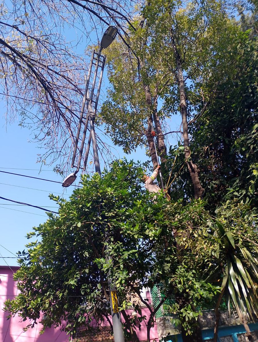 #BuenosDías☀️

Con el fin de liberar luminarias para su adecuado funcionamiento, realizamos podas de árboles en diferentes puntos de la Av. Congreso de la Unión.✂️🌳💡

#ServiciosUrbanos 
#ParquesYJardines 
#VCCercaDeSuGente