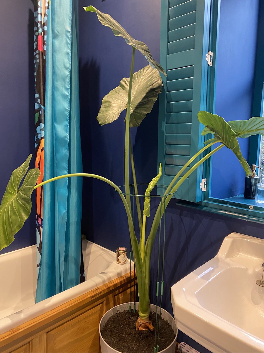 Julie Root tweet media