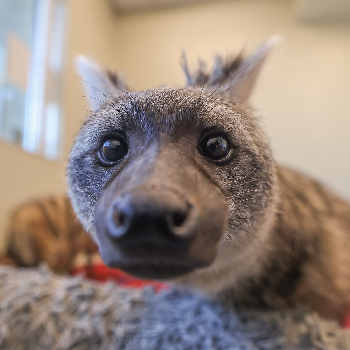 NashvilleZoo's tweet photo. Boops incoming!

Stop by the HCA Healthcare Veterinary Center viewing windows to say hello to Shenzi and Ed. 👋 https://t.co/Co84AaPspL