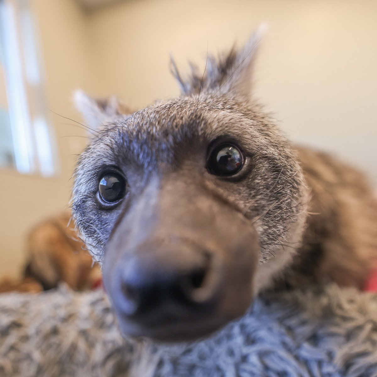NashvilleZoo's tweet photo. Boops incoming!

Stop by the HCA Healthcare Veterinary Center viewing windows to say hello to Shenzi and Ed. 👋 https://t.co/Co84AaPspL