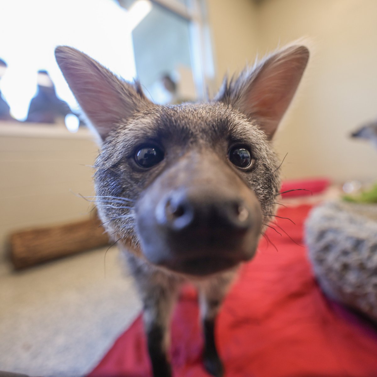 Boops incoming!

Stop by the HCA Healthcare Veterinary Center viewing windows to say hello to Shenzi and Ed. 👋