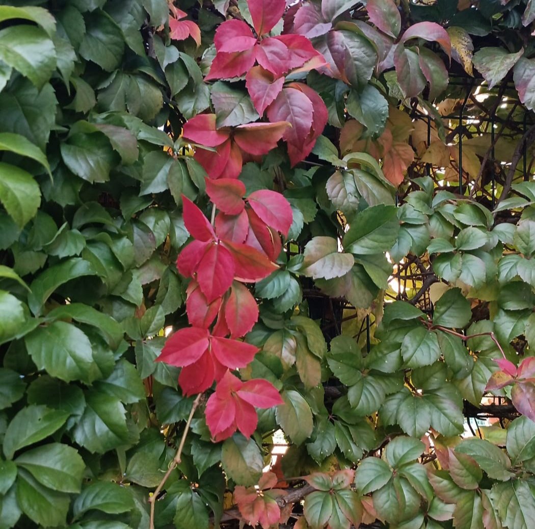 _smn_r_'s tweet image. Aldanma dünyanın renklerine bir var, bir yok..
Bir varsın, bir de yok...