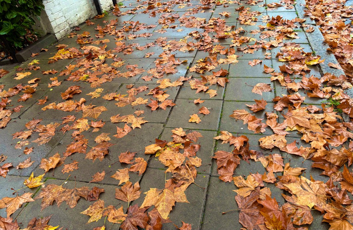sayaka_tsuzuki's tweet image. Rainy St John's Wood walk.
しとしと雨のセントジョーンズウッド
ロンドンの落ち葉は、本当に贅沢なほどのボリューム😳🍁🍂

#London #StJohnsWood #RainyDay #LondonDays #uk #LondonLife #LondonWalk #ロンドン生活 #イギリス生活 #海外生活
