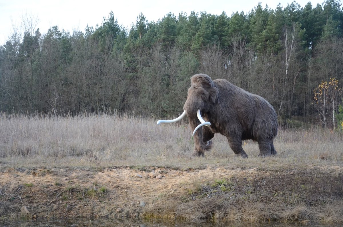 Mammoth spotted in South Poland!

Actually, a to-scale model by Studio Kamyk for the Jegiellonian University Nature Education Centre, Krakow. 😍