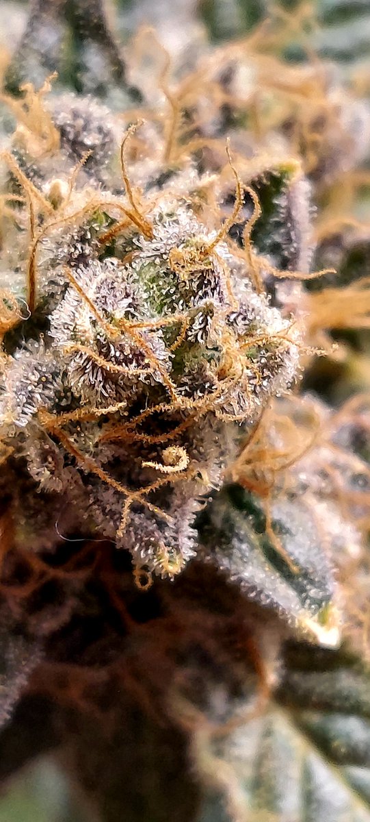 Loompas headband is getting very close, keeping my eyes peeled daily! Sometimes multiple times a day!