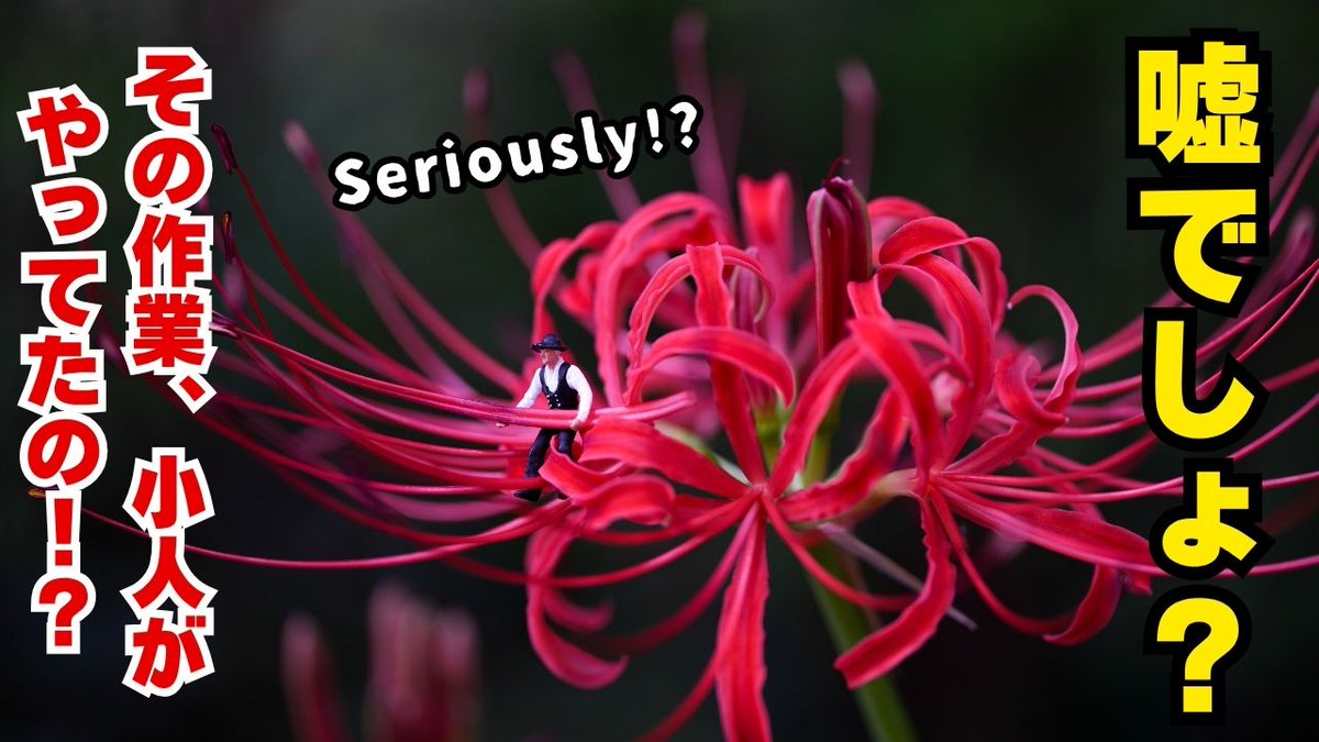 もしも、あなたの庭に小人がいたら...？ | 小さな庭師たちの秋の花仕事 (コスモス/ヒガンバナ) youtu.be/7A6KYjO8rRQ?si… via <a href="/YouTube/">YouTube</a>