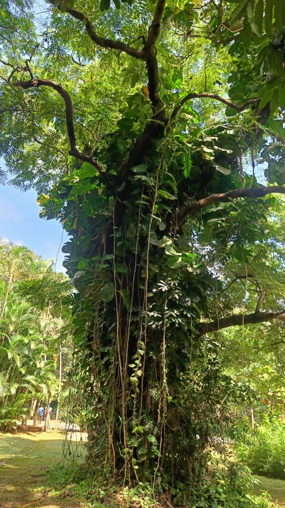 Bingo_mk's tweet image. #Trees #TreeClub 
#TreeFriends
#Theme_Pic_India_Trees