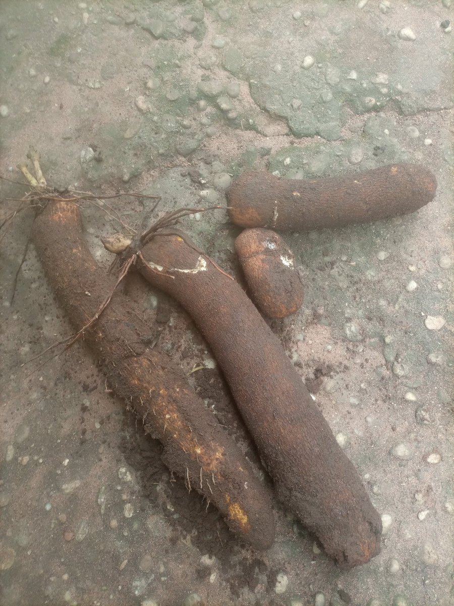_FarmerPeter's tweet image. Some time in April I made a post showing how I cultivated yam using sack and today I harvested those yams.

It wasn't really what I expected but I'll surely do better next time.

#FarmerPeter #YamFarming #Yam