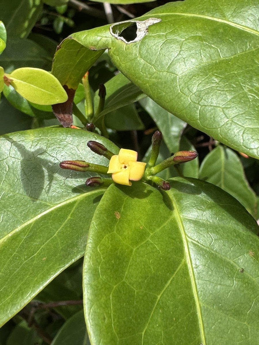 VGStaggemeier's tweet photo. Dia de campo, projeto novo :) muita coisa linda aparecendo no mato <3 https://t.co/As6TPApZZZ
