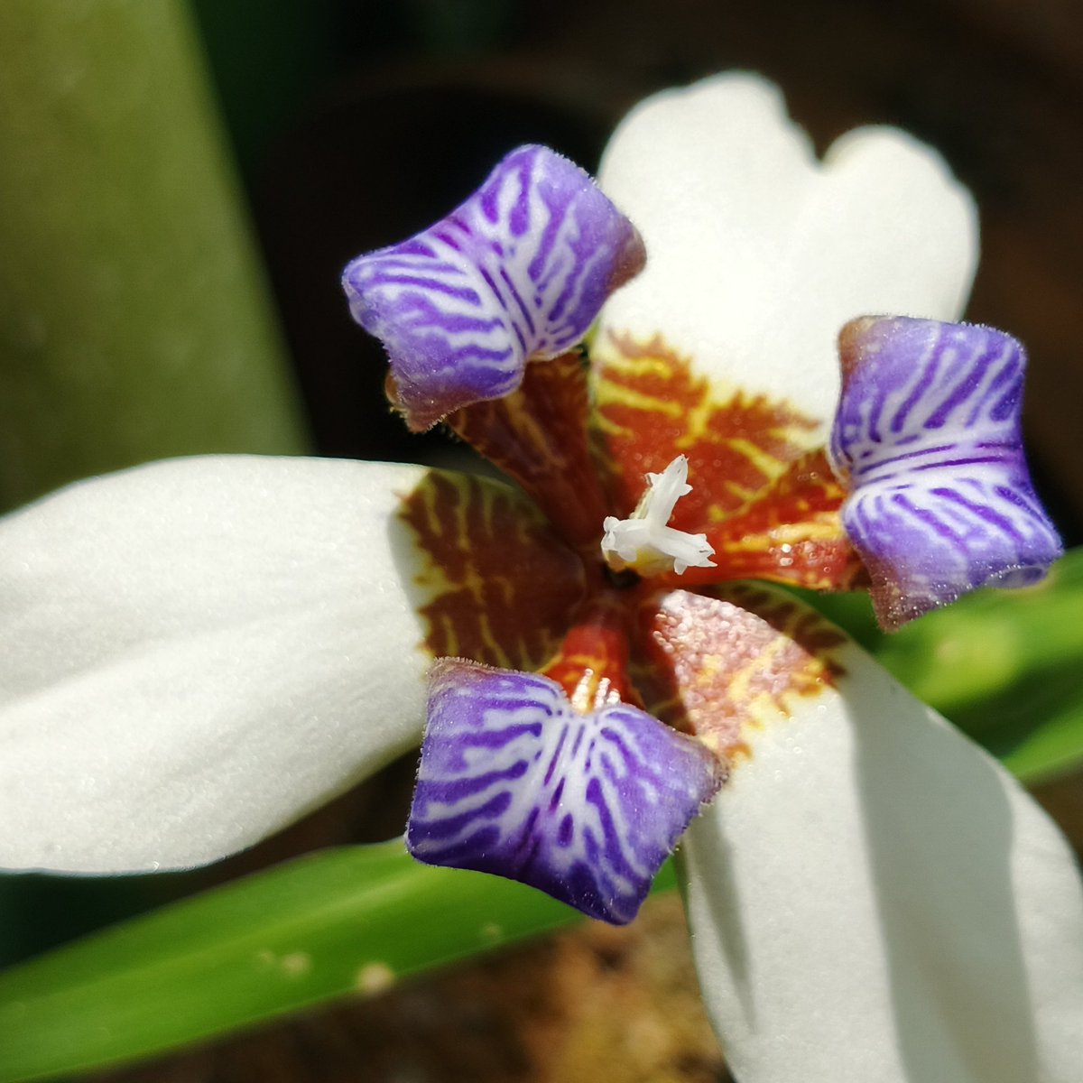 LocaxV2's tweet photo. #photography #photo #flower https://t.co/BlygC3VYaK