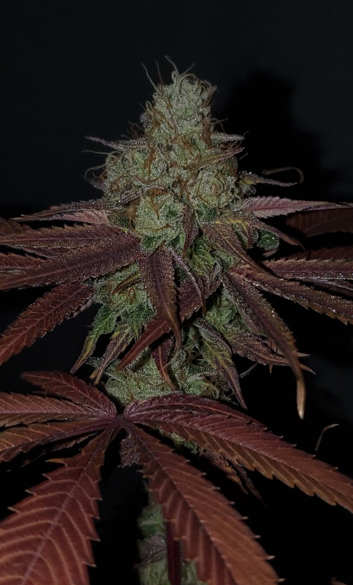 Blue Geekerz no.17
Blue Nerdz x East Coast Irene
Last photo before she got the chop.