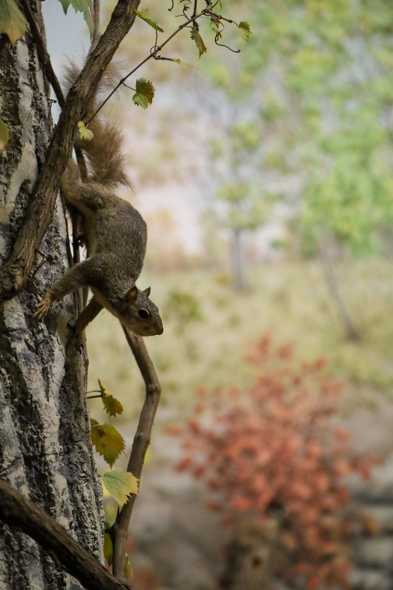 KU Natural History Museum tweet media