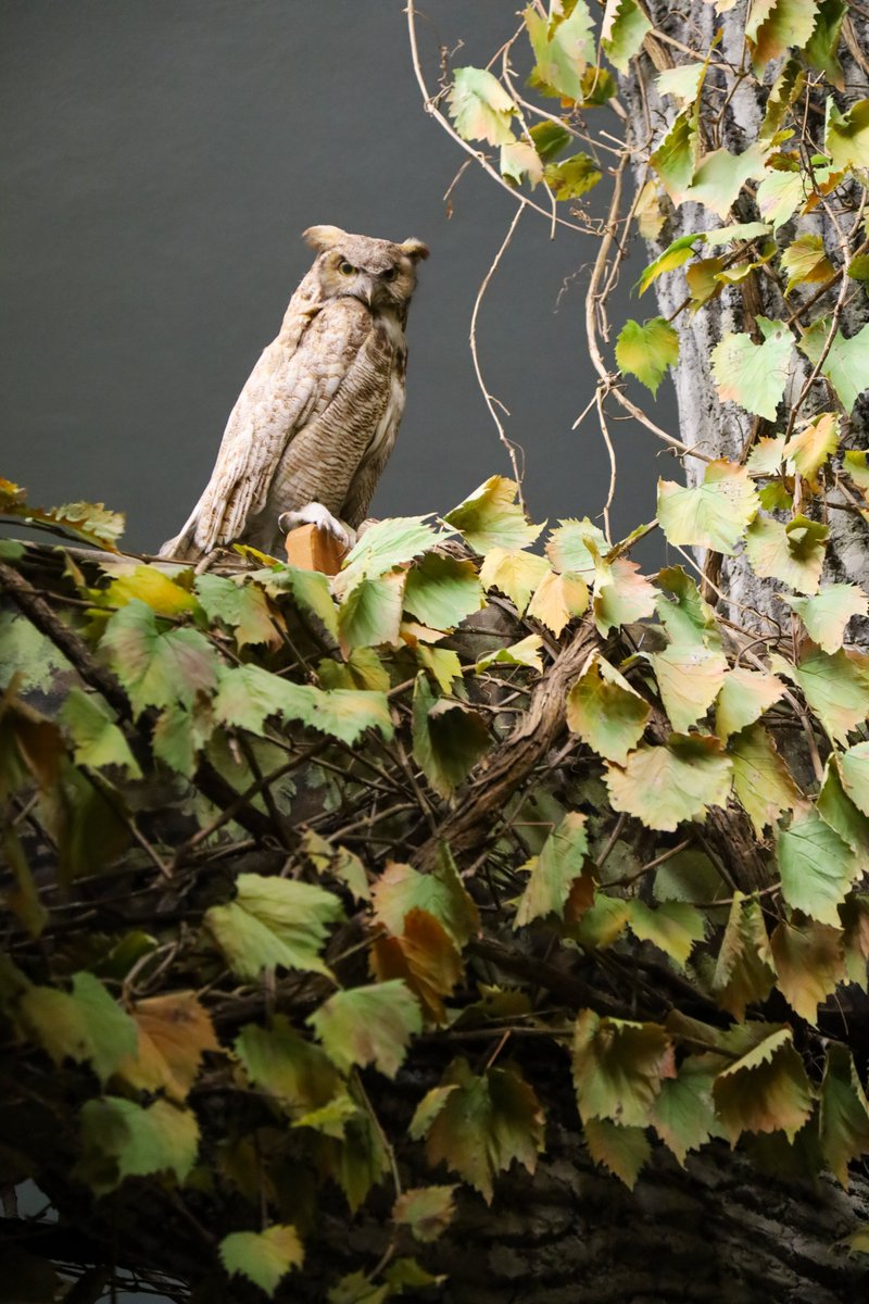 KU Natural History Museum tweet media
