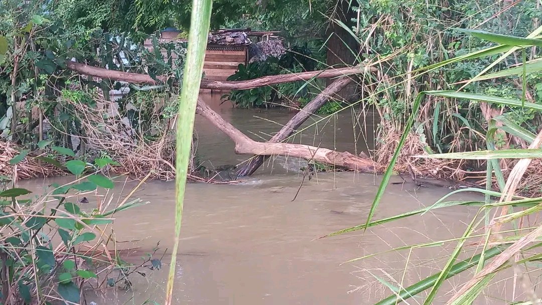 CNCTVGranma's tweet image. #ProvinciaGranma | La comunidad Las Caobas perteneciente al municipio de #Yara presenta en estos momentos inundaciones provocadas por el devordamientos los ríos Gicotea y Buey.

#PreparadosYAlertas