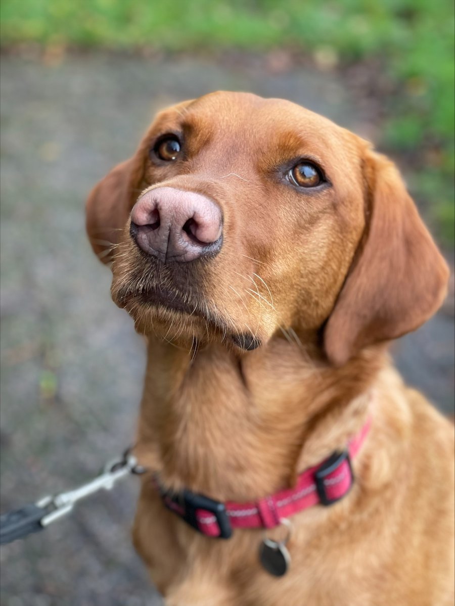 Quella is a Medical Alert Assistance Dog in training and is a happy, lively lady who loves to play with her friends.

She's a pro at heelwork, recall and settling in public places which she's going to more of as her confidence increases.

medicaldetectiondogs.org.uk/maad