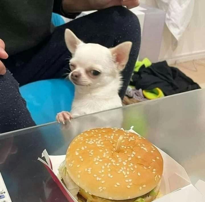 twperritos's tweet image. 