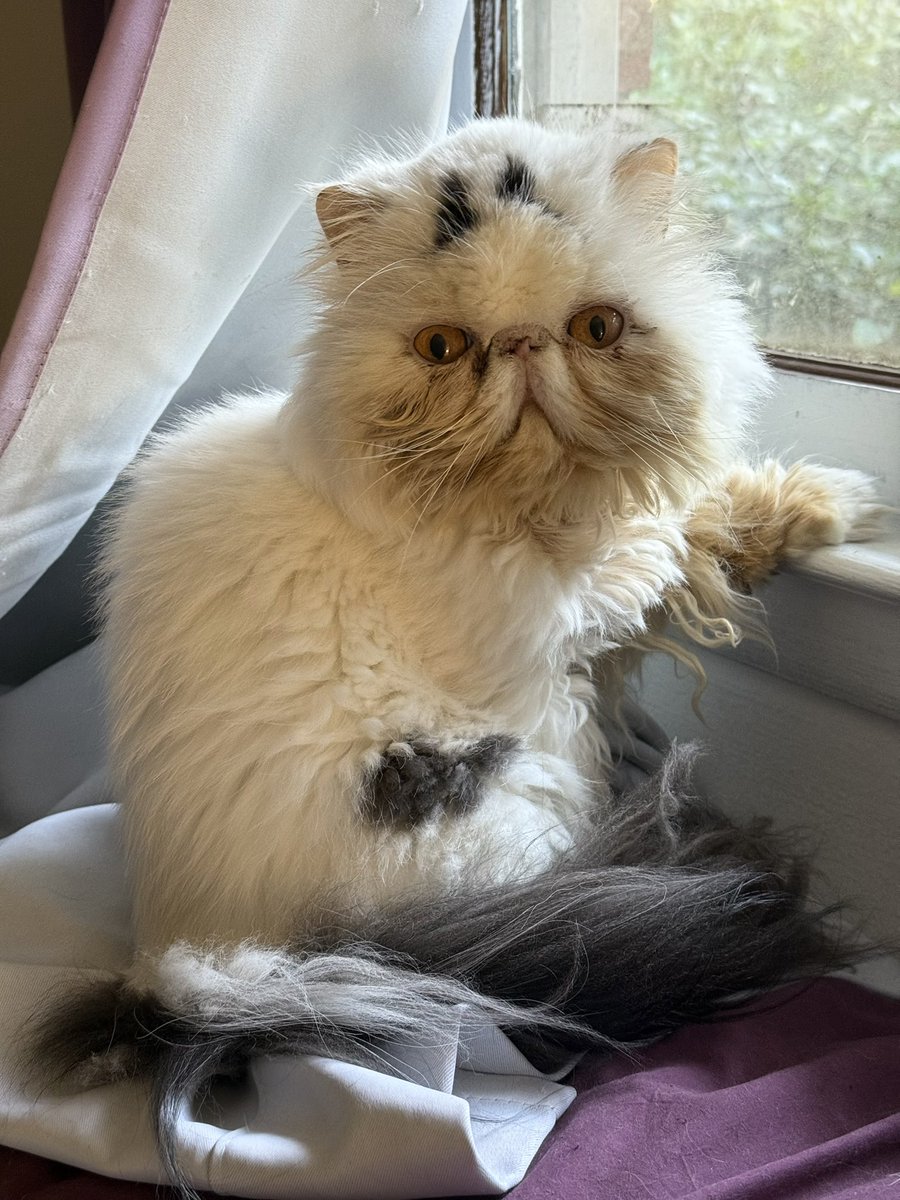 2PodcastCats's tweet photo. Sebastian looking out the window. https://t.co/y3mqrMLBU8