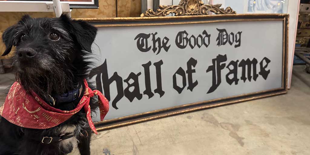 I mean, all of us on staff knew that Jackson belongs in the HOF, but then someone donated this sign for reuse and so now it’s finally official. #halloffamer #dogsofX