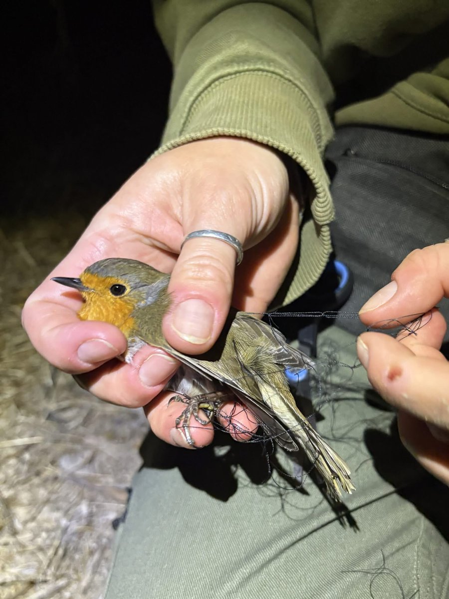 Committee Against Bird Slaughter (CABS) tweet media